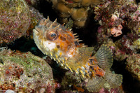 Cyclichthys orbicularis (Orbicular Burrfish)