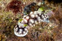 Goniobranchus geometricus (Geometric Chromodoris)