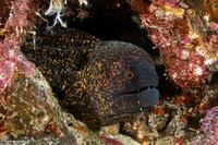 Gymnothorax flavimarginatus (Yellowmargin Moray)
