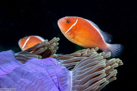 Amphiprion perideraion (Pink Anemonefish)