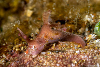 Aegires sp.2 (Aegires sp.2)