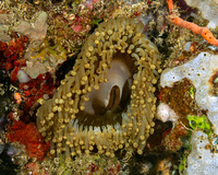 Pseudocorynactis sp.2 (Pseudocorynactis sp.2)