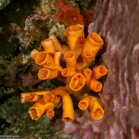 Tubastraea coccinea (Orange Cup Coral)
