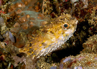 Cyclichthys orbicularis (Orbicular Burrfish)