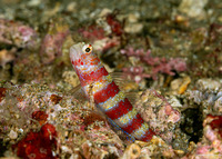 Amblyeleotris wheeleri (Gorgeous Shrimpgoby)
