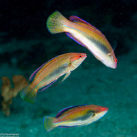 Cirrhilabrus temminckii (Peacock Fairy Wrasse)