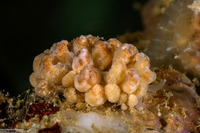 Phyllodesmium lizardense (Lizard Island Phyllodesmium)