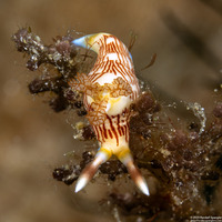 Nembrotha lineolata (Lined Nembrotha)
