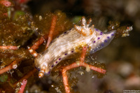 Hypselodoris skyleri (Hypselodoris skyleri)
