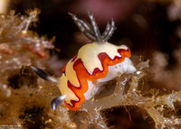 Goniobranchus fidelis (Creamy Chromodoris)