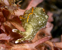 Elysia marginata (Elysia Marginata)
