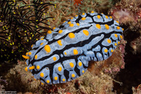 Phyllidia varicosa (Varicose Phyllidia)