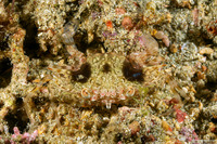 Portunus sp.1 (Portunus sp.1)