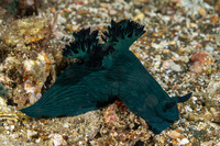 Nembrotha milleri (Miller's Nembrotha)