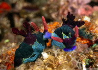 Nembrotha chamberlaini (Chamberlain's Nembrotha)