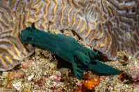 Nembrotha milleri (Miller's Nembrotha)