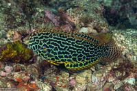 Macropharyngodon meleagris (Leopard Wrasse)