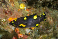 Bodianus mesothorax (Blackbelt Hogfish)
