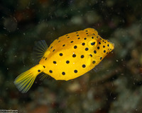 Ostracion cubicum (Yellow Boxfish)