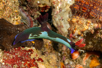 Nembrotha chamberlaini (Chamberlain's Nembrotha)