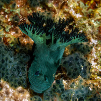 Nembrotha milleri (Miller's Nembrotha)
