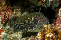 Ostracion meleagris (Spotted Boxfish)
