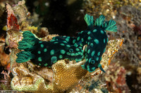 Nembrotha cristata (Crested Nembrotha)