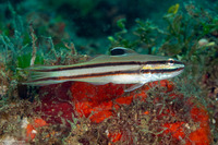 Valenciennea helsdingenii (Twostripe Goby)