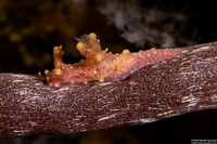 Aegires sp.1 (Aegires sp.1)