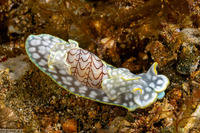 Micromelo barbarae (Barbara’s Melo)