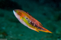 Oxycheilinus bimaculatus (Twospot Wrasse)