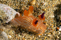Thecacera sp.2 (Orange-Lined Thecacera)