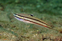 Valenciennea helsdingenii (Twostripe Goby)
