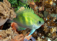 Amblyglyphidodon curacao (Staghorn Damsel)