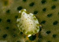 Pseudoceros fuscomaculatus (Pseudoceros Fuscomaculatus)