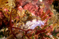 Hypselodoris krakatoa (Krakatoa Hypselodoris)