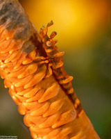 Miropandalus hardingi (Dragon Shrimp)