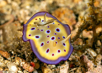 Goniobranchus kuniei (Kunie's Chromodoris)