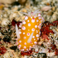 Cadlinella ornatissima (Ornamental Cadlinella)