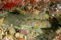 Exyrias akihito (Akihito's Goby)