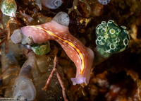Pseudoceros liparus (Racing Stripe Flatworm)