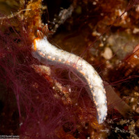 Dermatobranchus funiculus (Red-Horned Dermatobranchus)