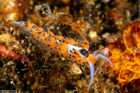 Favorinus tsuruganus (Ringed Favorinus)