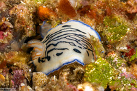 Hypselodoris maritima (Coastal Hypselodoris)