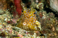 Lactoria fornasini (Thornback Cowfish)