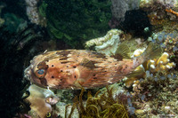 Diodon holocanthus (Longspine Porcupinefish)