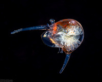 Infraorder Brachyura (Larval Crab (Zoea Stage))