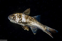 Polydactylus sp.1 (Threadfin)