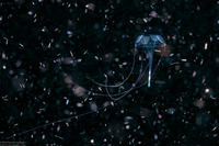 Geryonia proboscidalis (Geryonia Proboscidalis)