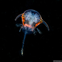 Infraorder Brachyura (Larval Crab (Zoea Stage))